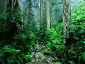 thumbs beautiful rivers in the world pictures 1600 x 1200 wallpapers 32 jpg webb creek tamalpais state park california De mooiste rivieren van de wereld