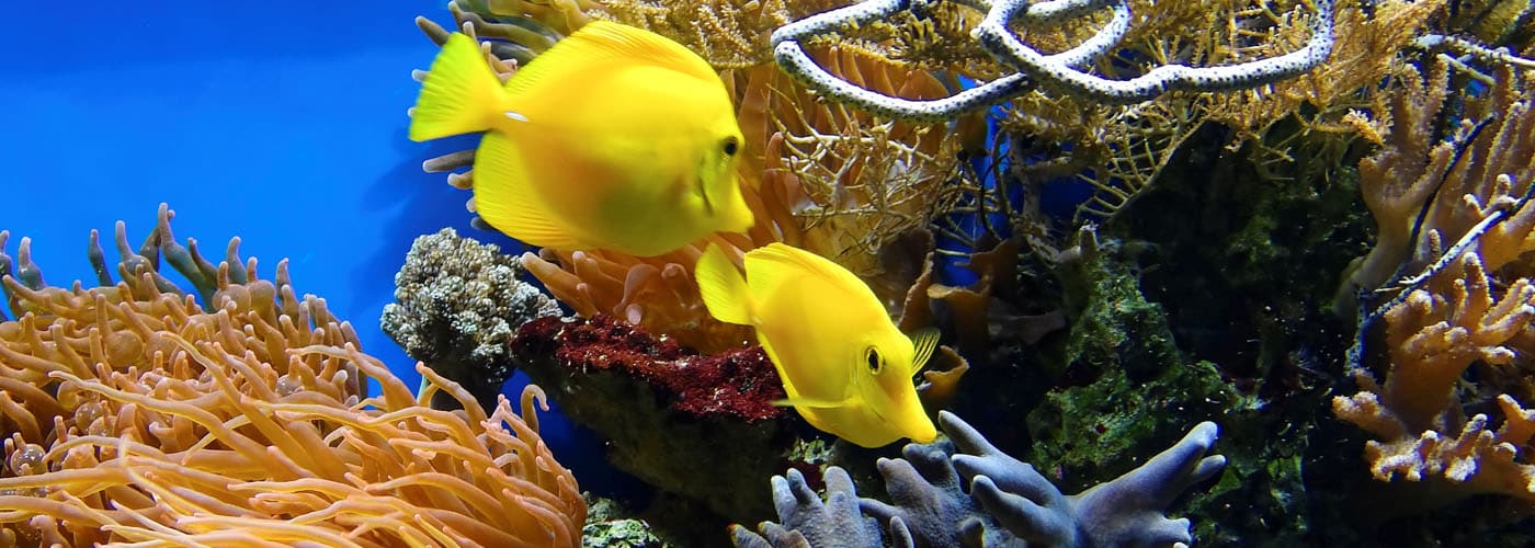 Great Barrier Reef surfen snorkelen duiken Australie